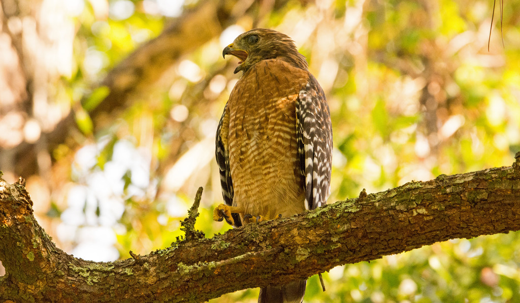 Backyard Red Shouldered Hawk, Sounding Off! by rickster549