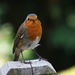 friendly robin by quietpurplehaze