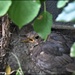 Poor little blackbird by rosiekind