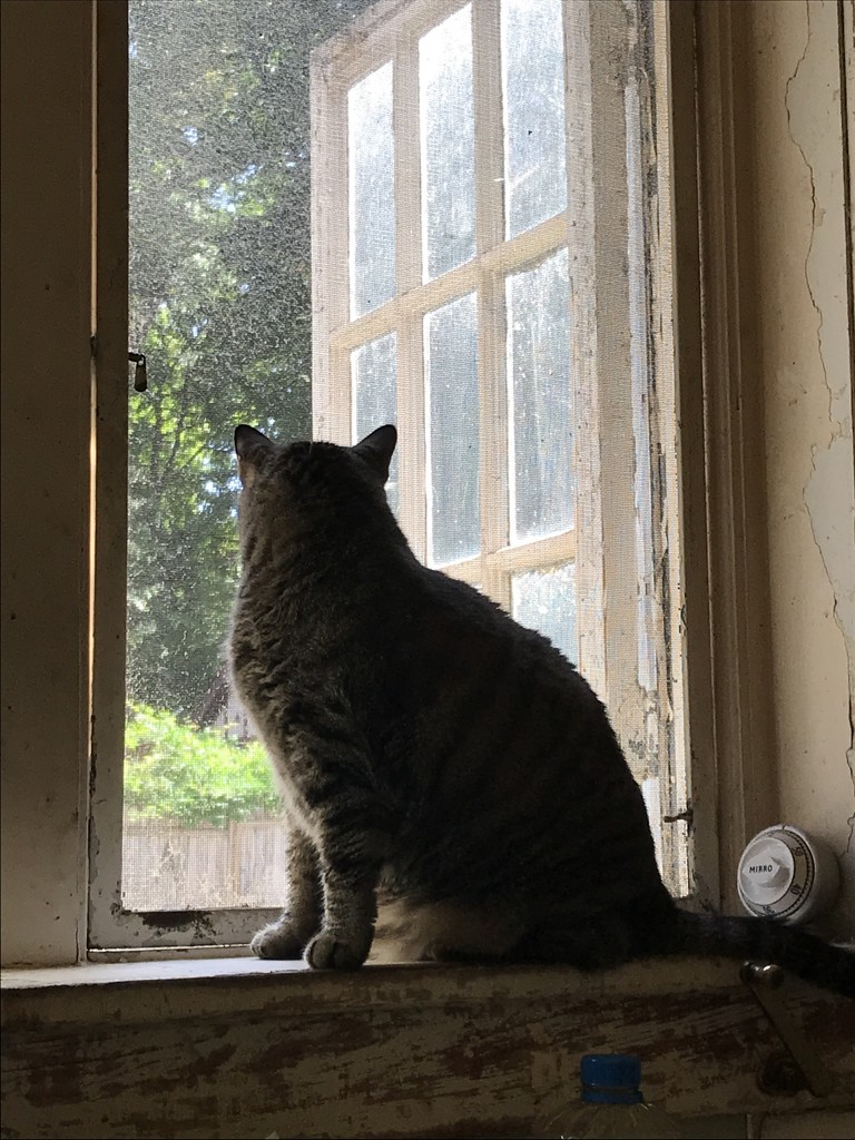 Kitty in the window by tatra