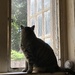 Kitty in the window by tatra