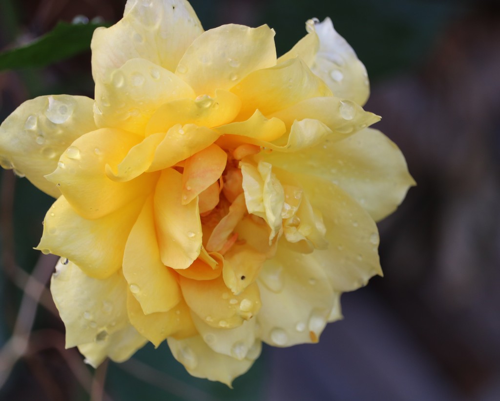 August 24: Yellow Rose by daisymiller