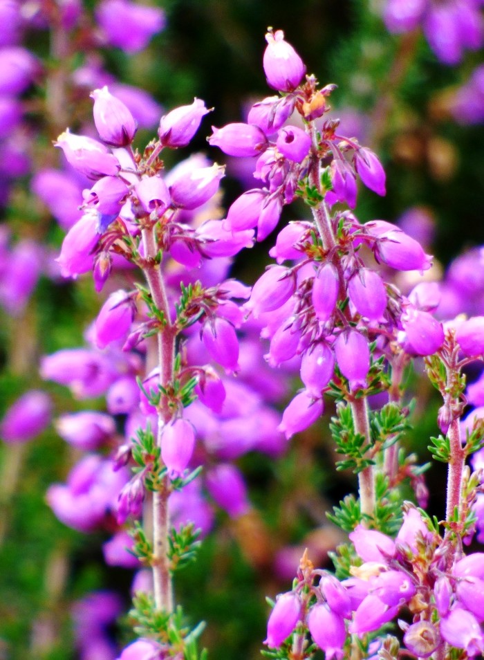 Bell Heather by fishers