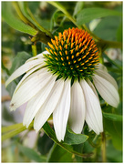 24th Aug 2019 - cone flower at the farm stand