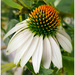 cone flower at the farm stand by jernst1779