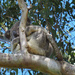 tucked up by koalagardens