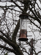 3rd Apr 2018 - Bare branches and birdfeeder