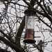 Bare branches and birdfeeder by lellie