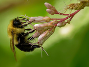 24th Aug 2019 - bumblebee closeup