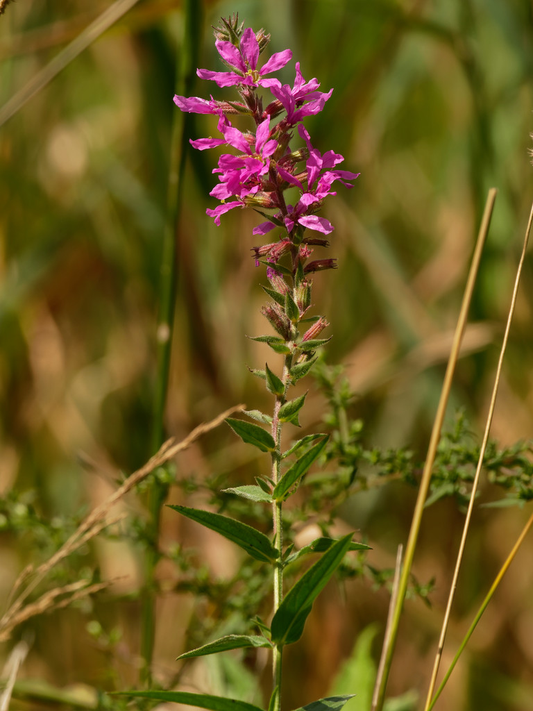 loosestrife by rminer
