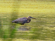 24th Aug 2019 - great blue heron
