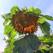 Sunflower by pyrrhula
