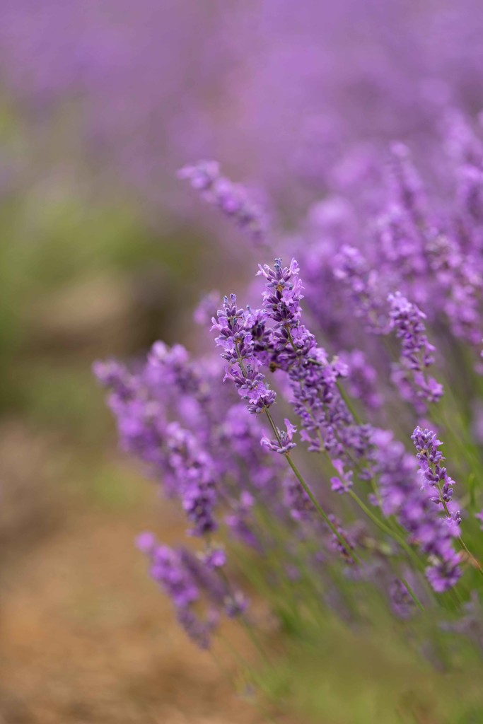 lavender  by shepherdmanswife