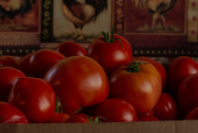 23rd Aug 2019 - Tomatoes, Anyone?