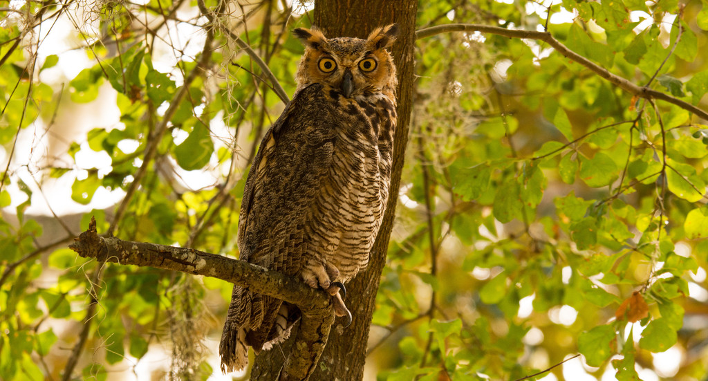 Full View of the Great Horned Owl! by rickster549