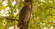 24th Aug 2019 - Full View of the Great Horned Owl!