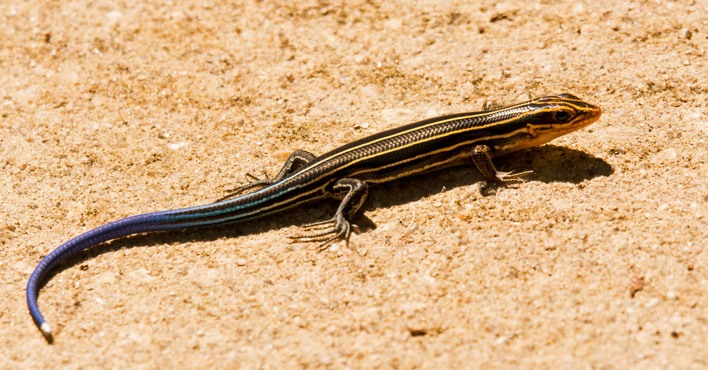 Southeastern Five-Lined Skink! by rickster549
