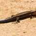 Southeastern Five-Lined Skink! by rickster549