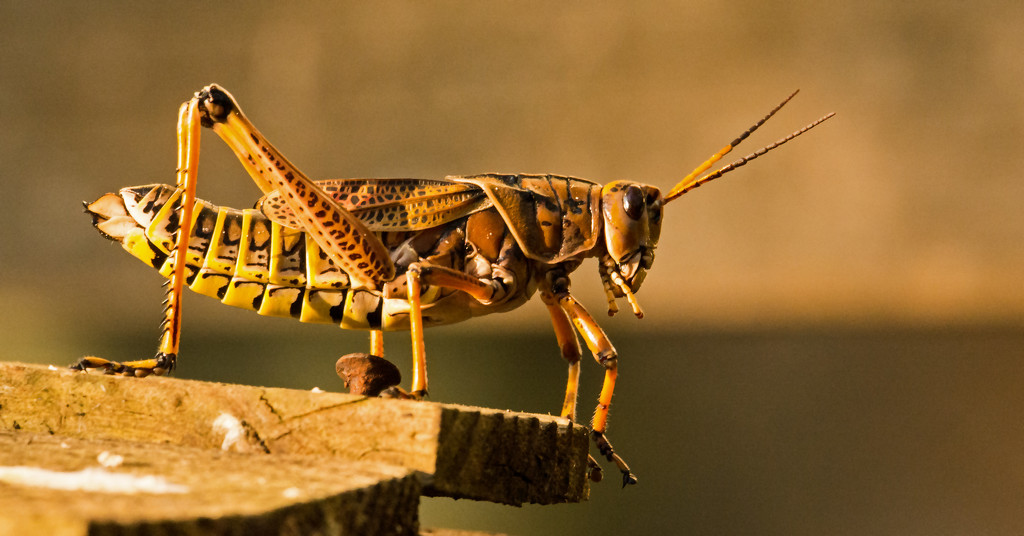 Eastern Lubber Grasshopper, Contemplating It's Next Move! by rickster549