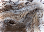 18th Aug 2019 - Barking mad for driftwood abstracts