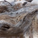 Barking mad for driftwood abstracts by kiwinanna