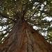 Redwood by dragey74