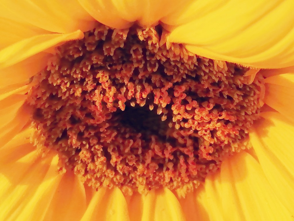 "Good morning sunflower."  by flowerfairyann