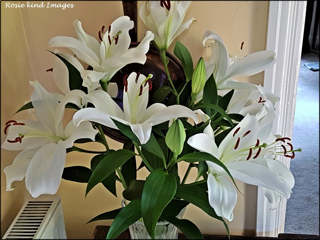 Lilies in my hall by rosiekind