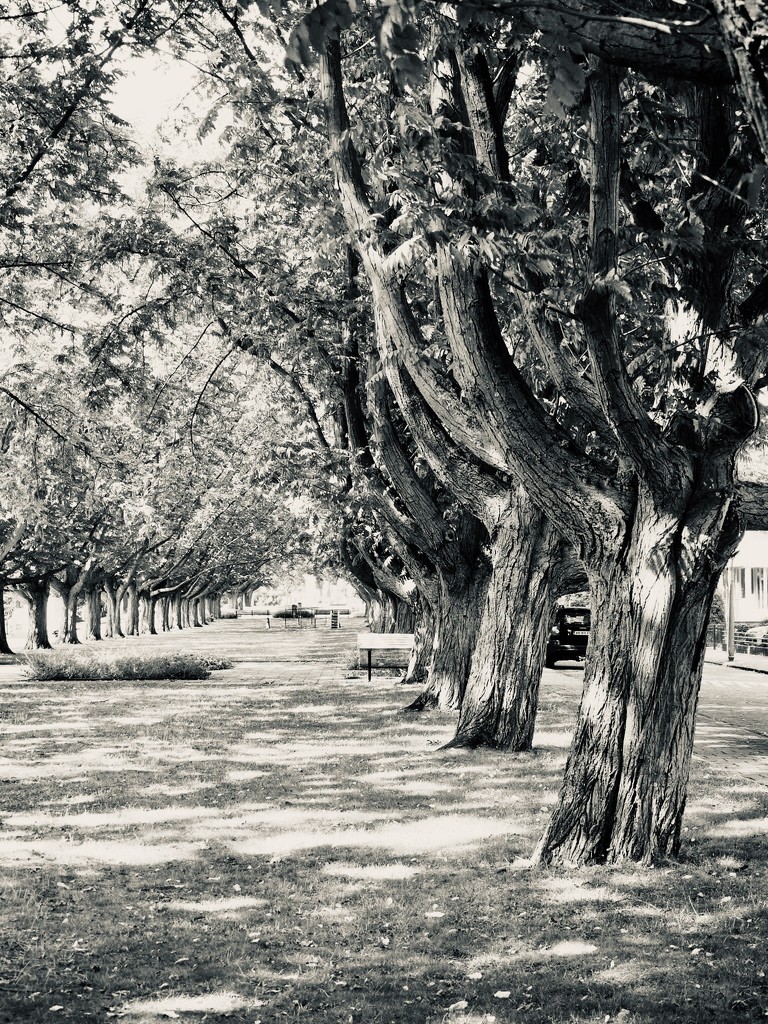Old trees in Amsterdam by thedarkroom
