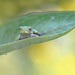 Eastern Gray Tree Frog by fayefaye