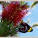 Black Jezebel Butterfly ~ by happysnaps