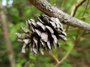 22nd Aug 2019 - Pine Cone 