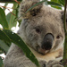 Howzat! by koalagardens