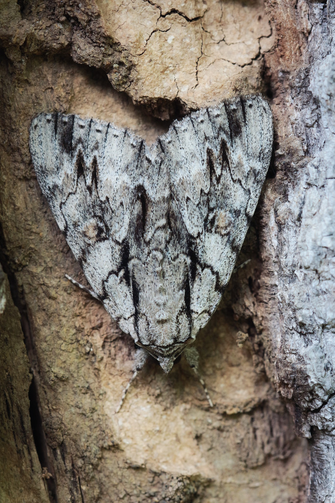 Moth?  What Moth? by juliedduncan
