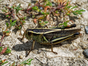 25th Aug 2019 - grasshopper