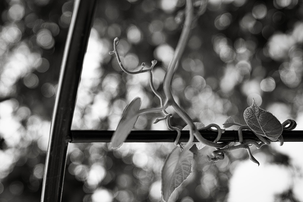 Tendrils... and bokeh! by vignouse