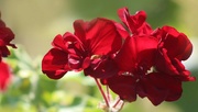 25th Aug 2019 - Red Geraniums