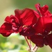 Red Geraniums by paintdipper