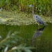 Heron by tosee