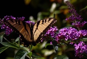 25th Aug 2019 - Day 237: Enjoying The Butterfly Bush