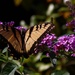 Day 237: Enjoying The Butterfly Bush by sheilalorson