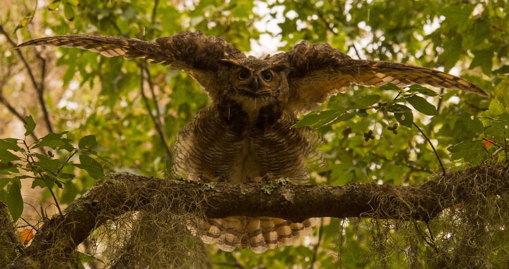Great Horned Owl Going Beserk! by rickster549