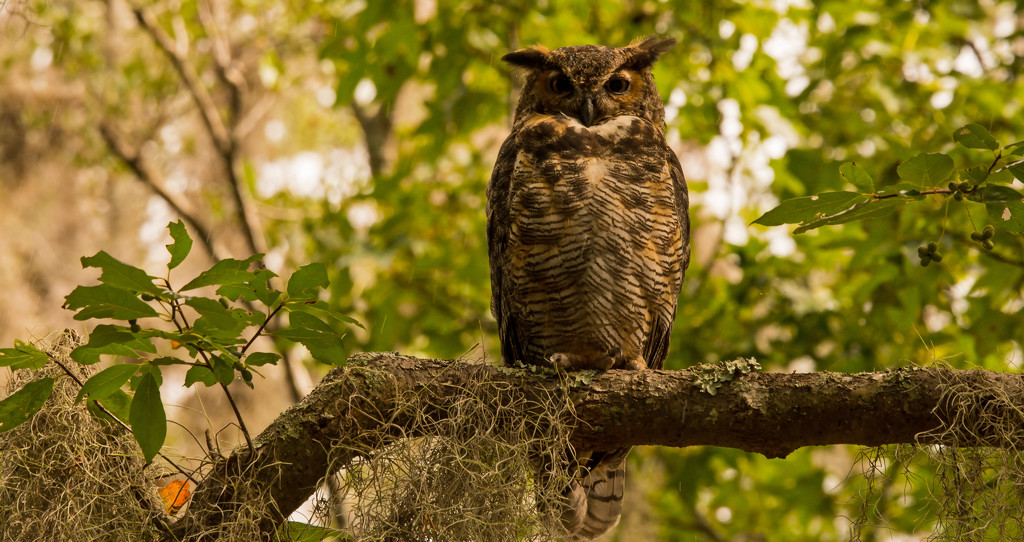 Yeah, It's Another Great Horned Owl! by rickster549