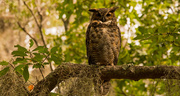 25th Aug 2019 - Yeah, It's Another Great Horned Owl!