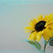 Sunflower by lstasel