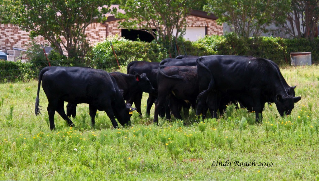 Angus in Pasture by grannysue