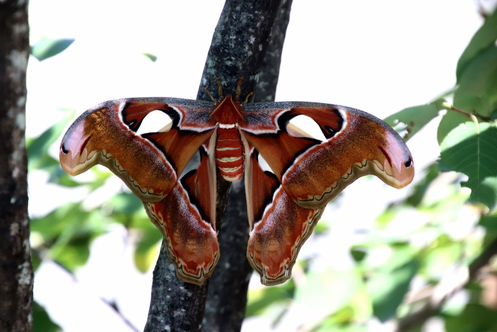 Atlas Moth by randy23