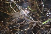 22nd Apr 2019 - European toad mating (Bufo bufo) (Rupikonna, Vanlig padda) 
