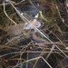 European toad mating (Bufo bufo) (Rupikonna, Vanlig padda)  by annelis