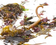 18th Aug 2019 - Seaweed Corkscrew